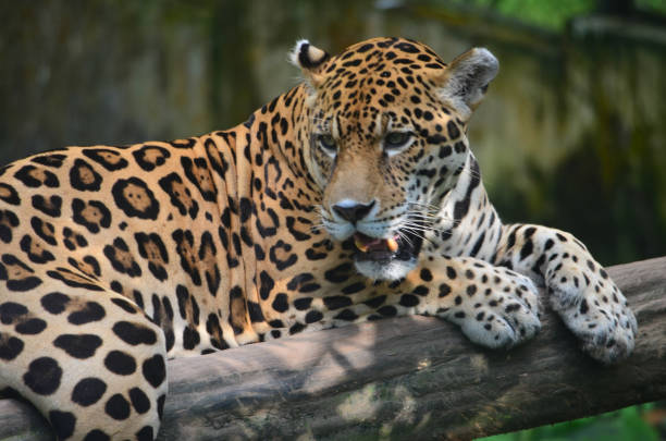 istock A Jaguar in the Amazon rain forest. Iquitos, Peru 947058776