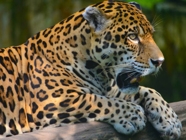 istock A Jaguar in the Amazon rain forest. Iquitos, Peru 947058778