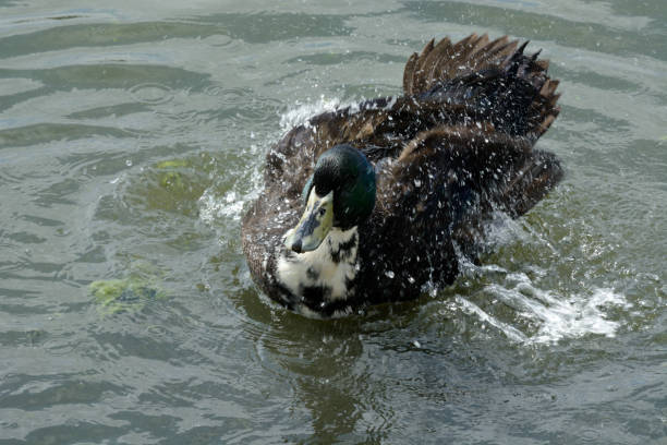 istock Save Download Preview mixed breed Swedish duck drake 947058978