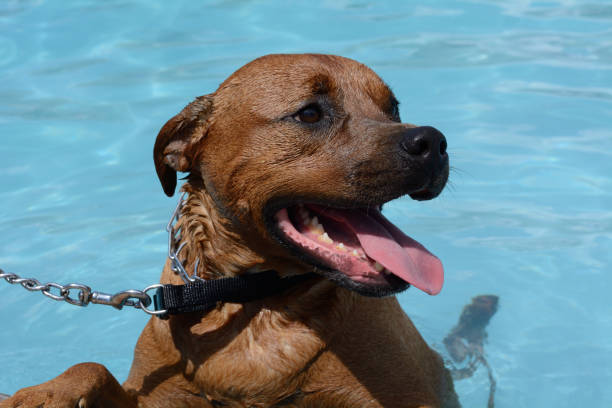 スイミング プールの端にある幸せな犬 - prong ストックフォトと画像