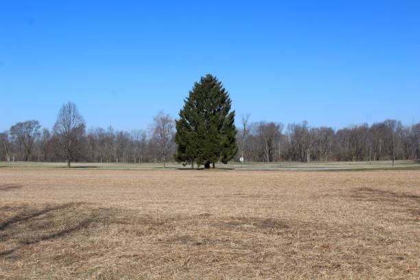 istock Green Evergreen in the Field 947061620