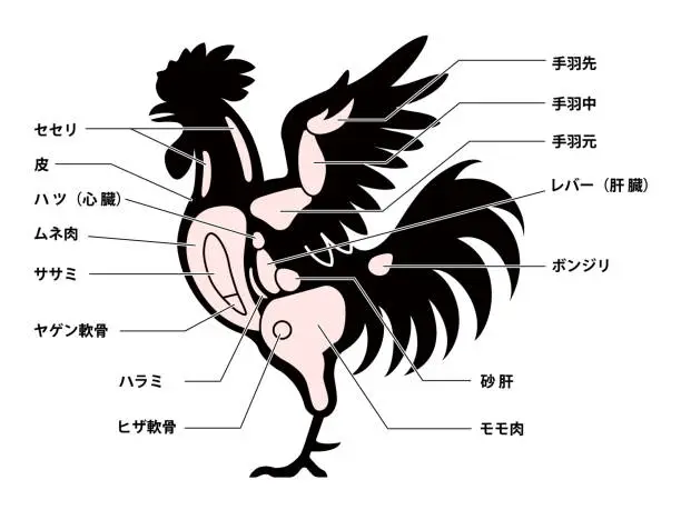 Vector illustration of Cutting chicken diagram guide