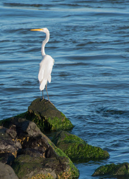istock Great White Egret on Mossy Rocks in Ocean 947065352