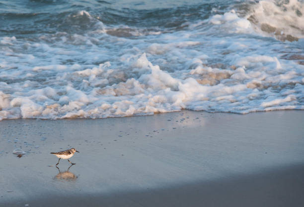 istock Sandpiper Bird at Ocean 947065448