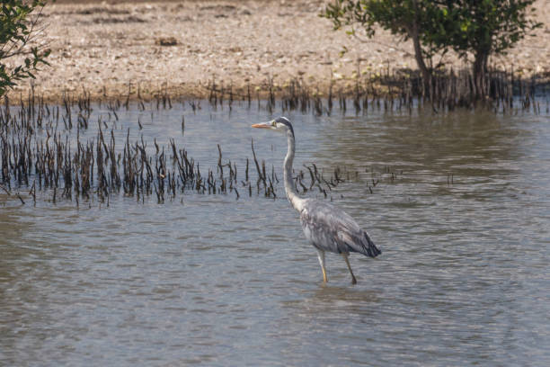 istock Heron in a Pond near Maputo, Mozambique 947065784