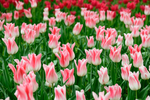 istock Tulip field in Tokyo 947068862