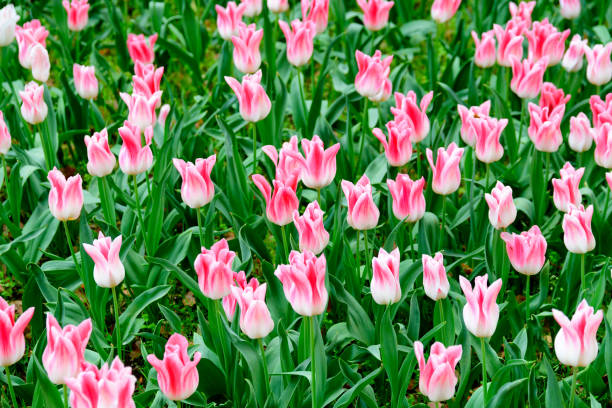 istock Tulip field in Tokyo 947068874