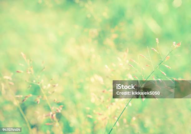 Grass Flower Spring Nature Wallpaper Relax Photo Background Stock Photo -  Download Image Now - iStock