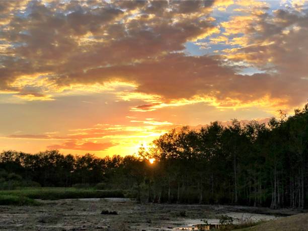 istock sunset in the swamp during a drought 947075502
