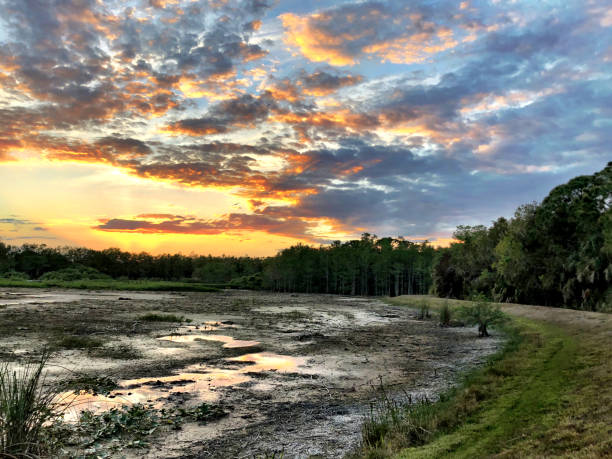sunset in the swamp during a drought stock photo