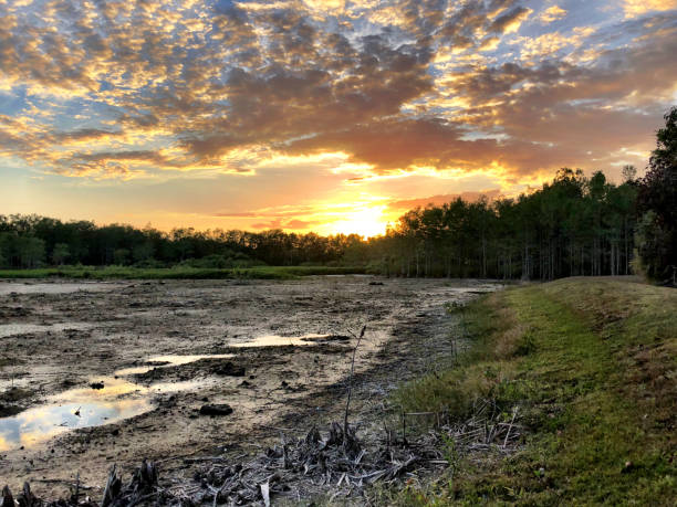 istock sunset in the swamp during a drought 947075582