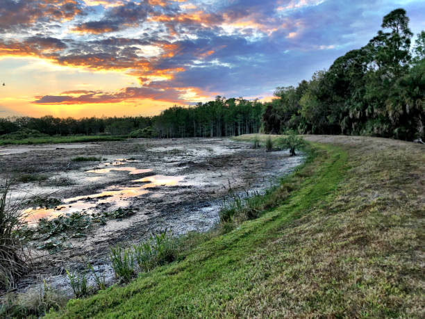 istock sunset in the swamp during a drought 947075712