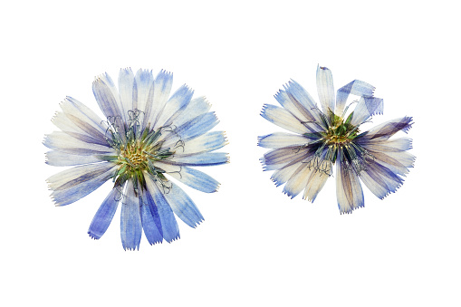 Pressed and dried delicate transparent blue flowers chicory or cichorium. Isolated on white background. For use in scrapbooking, floristry or herbarium.