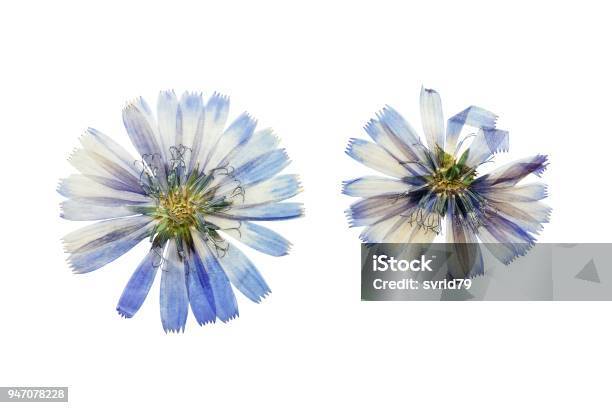 Pressed And Dried Blue Flowers Chicory Isolated On White Stock Photo -  Download Image Now - iStock