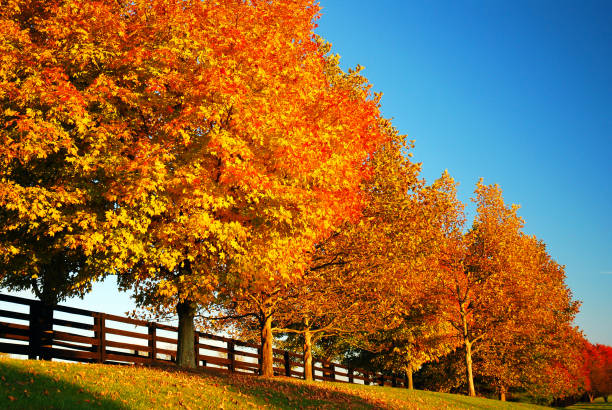 istock A row of autumn trees 947078266