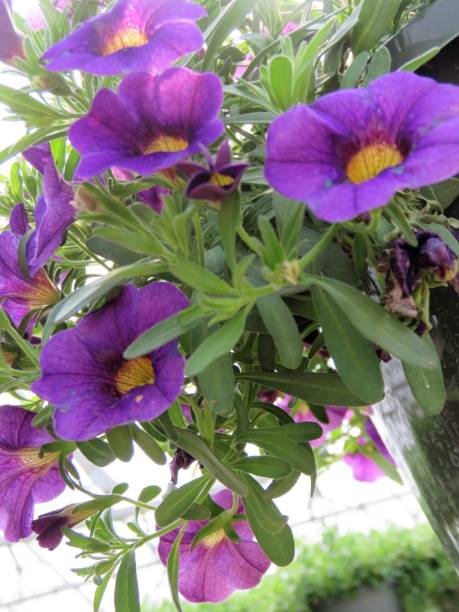 istock vining petunia purple 947078482