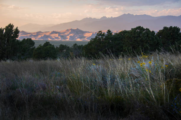 istock Great Sand Dunes with Wildflowers 947078588