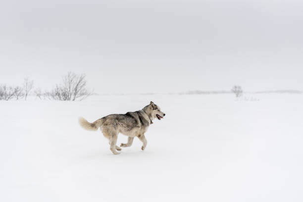 istock Siberian husky running alone in a white snow fields. 947079084