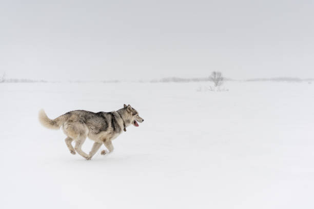 istock Siberian husky running alone in a white snow fields. 947079146