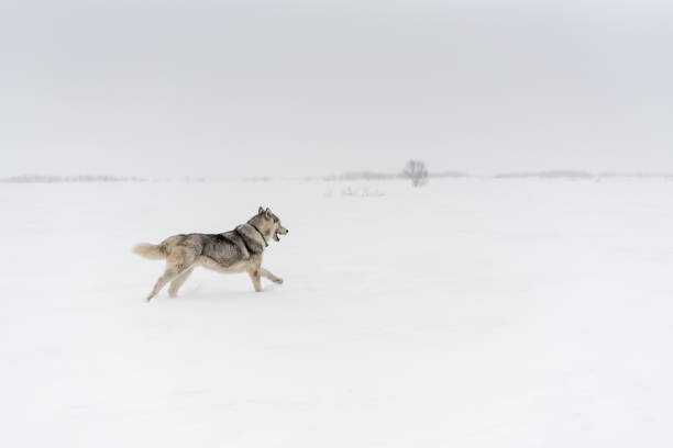 istock Siberian husky running alone in a white snow fields. 947079182