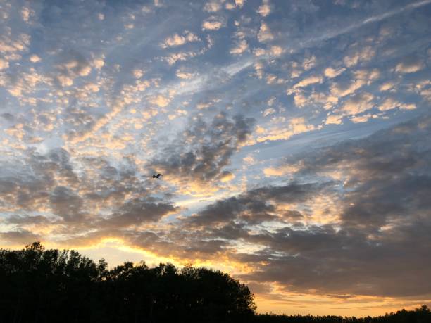 istock sunset in the swamp during a drought 947082028