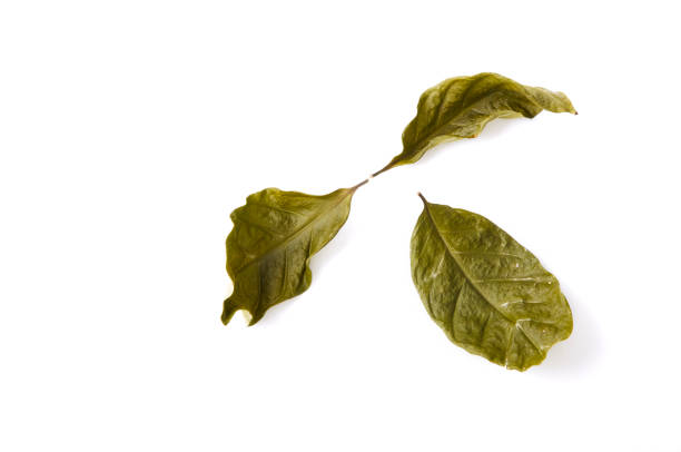 istock Dry green leaves simply placed on a white background 947082188