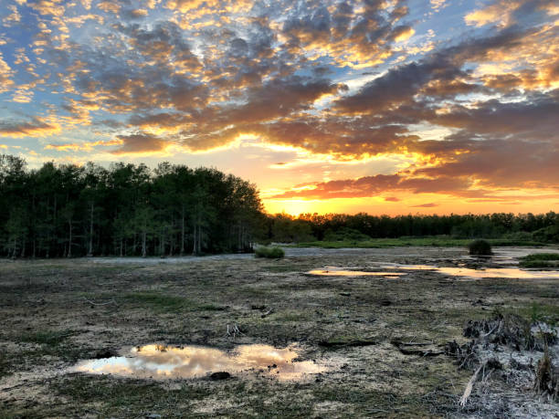 istock sunset in the swamp during a drought 947082190