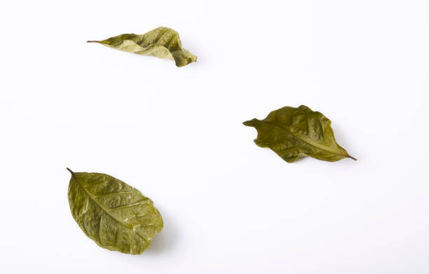 istock Dry green leaves simply placed on a white background 947082218