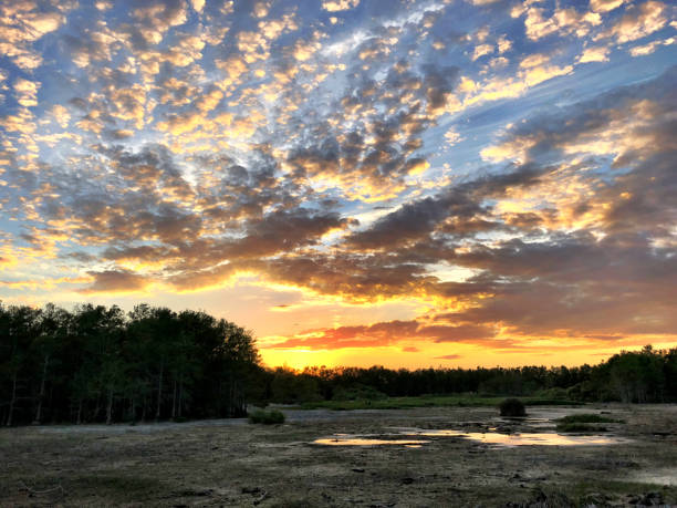 istock sunset in the swamp during a drought 947082248