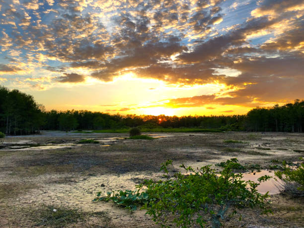 istock sunset in the swamp during a drought 947082290