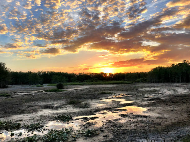 istock sunset in the swamp during a drought 947082446