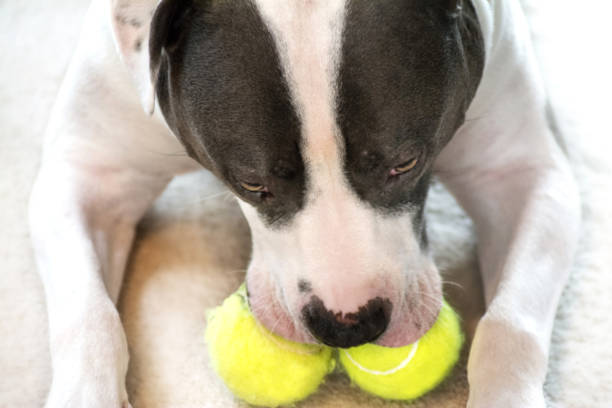 istock Dog Playing with Two Tennis Balls 947082546