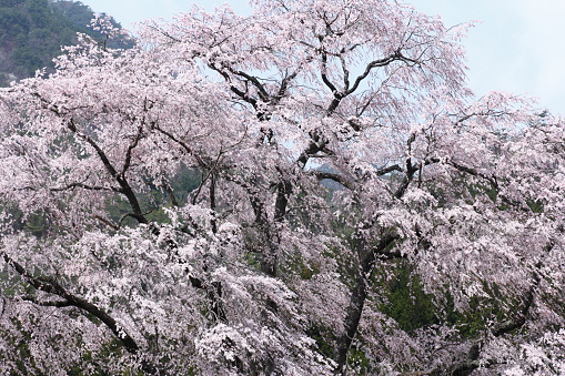 pink color, copy space, sky, in Taipei, Taiwan