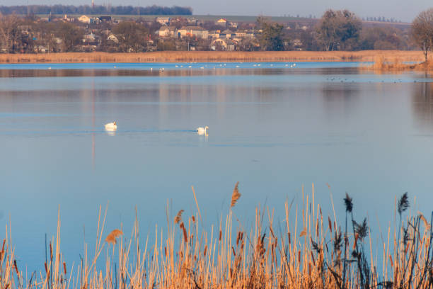 istock View on the peaceful lake with white swans 947093598