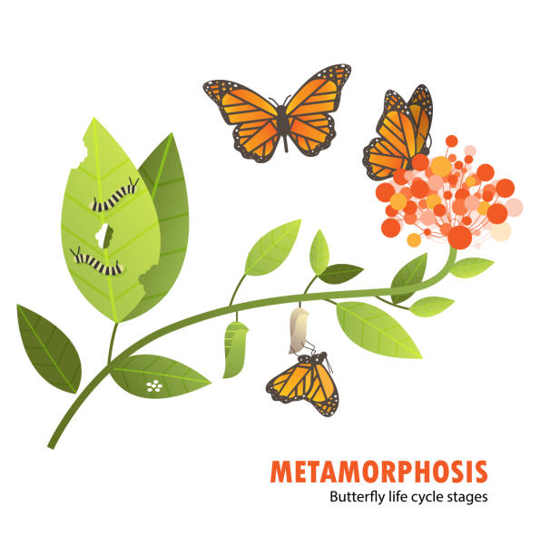 butterfly life cycle metamorphosis butterfly life cycle metamorphosis milkweed stock illustrations