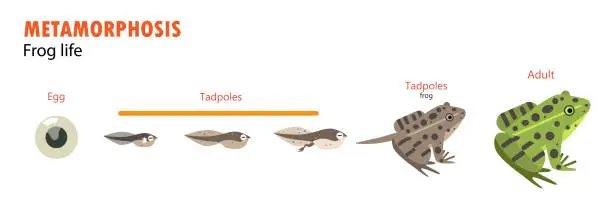 Vector illustration of frog life cycle metamorphosis