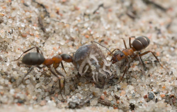 istock Wood ants, Formica transporting woodlouse 947096576