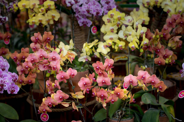 istock Colorful potted phalaenopsis orchids 947099134