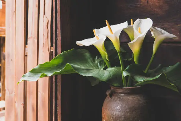 White arum lily (Zantedeschia aethiopica) next to open window in traditional wooden Chinese building, vintage effect