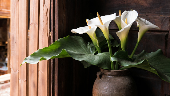 White arum lily (Zantedeschia aethiopica) next to open window in traditional wooden Chinese building