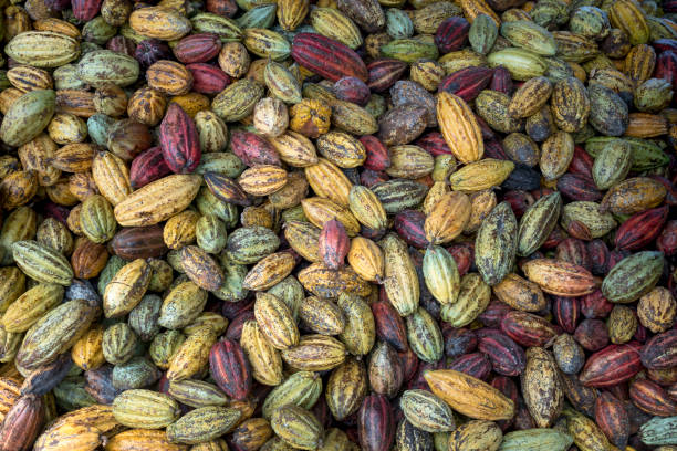 istock Newly harvested cocoa from farmers 947100046