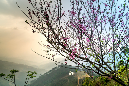 In the spring  peach blossomed flowers throughout the mountains of northern Vietnam