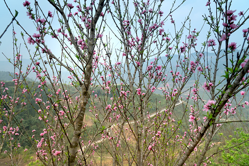 In the spring  peach blossomed flowers throughout the mountains of northern Vietnam