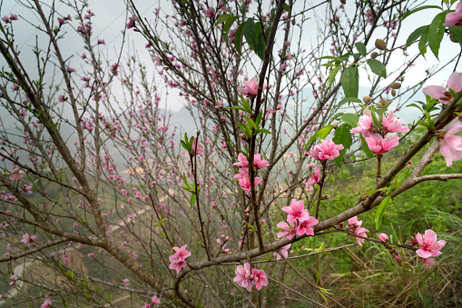 In the spring  peach blossomed flowers throughout the mountains of northern Vietnam