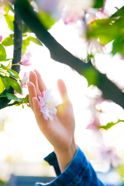 istock Woman hand touching flowers 947102242