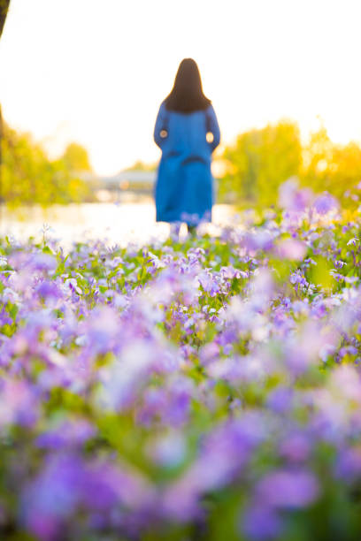 Tulips and hyacinths as spring flowers