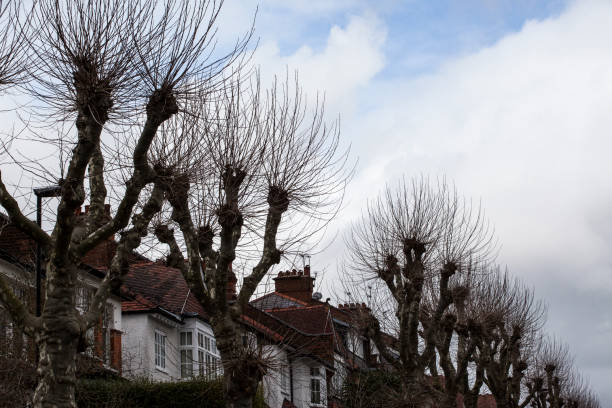 istock Pollarded Trees in Late Winter Look - London 947106270
