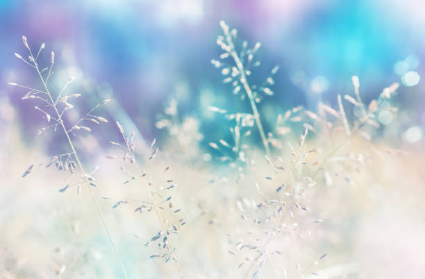 istock spring grass flower with colorful bokeh  abstract srping nature  background 947107458