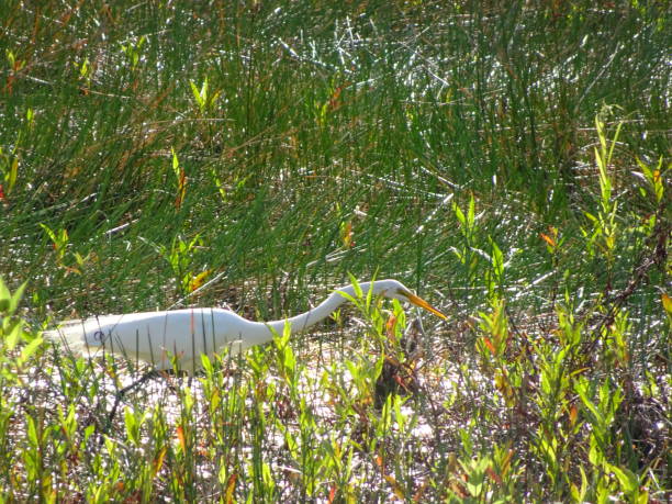 istock white bird walking in the swamp 947107544