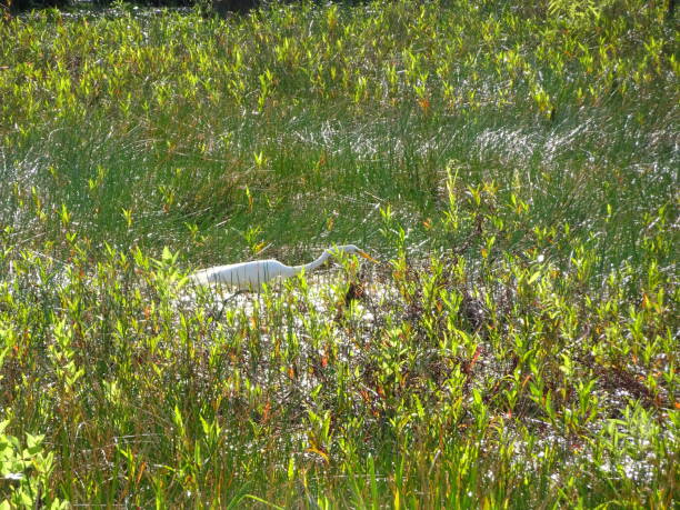 oiseau blanc à pied dans le marais - walking bird teamwork water bird photos et images de collection